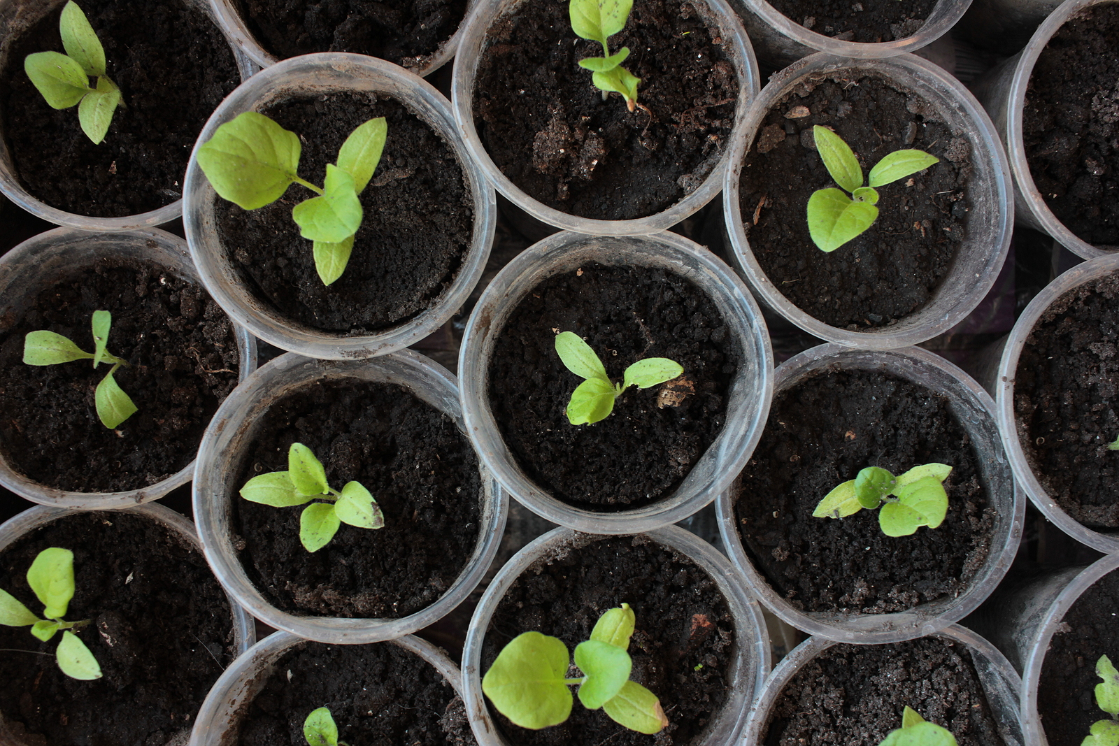 Eggplant Seedlings