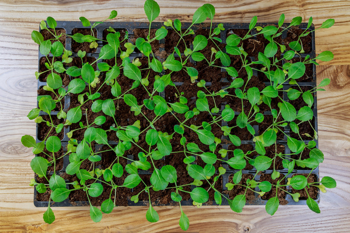 You searched for kale Harvest to Table