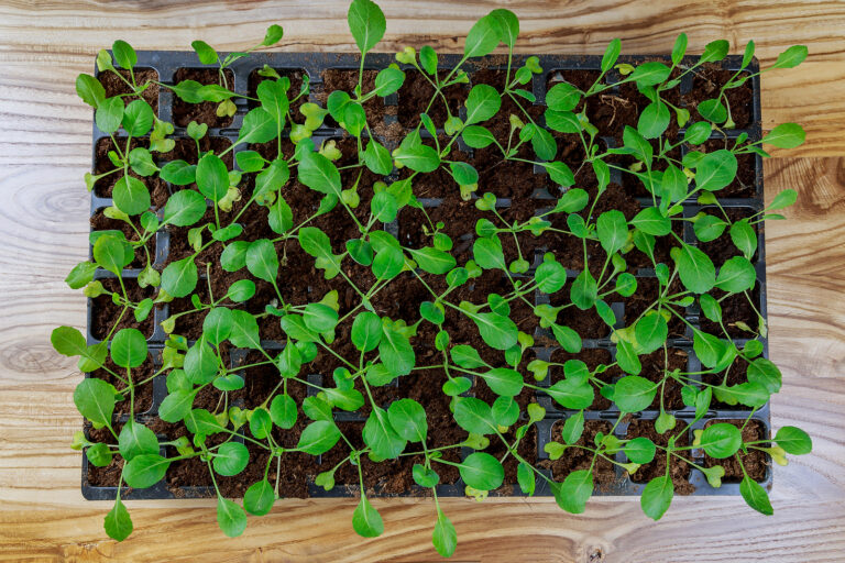 Kale seedlings