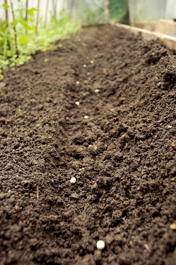 Peas planted in garden