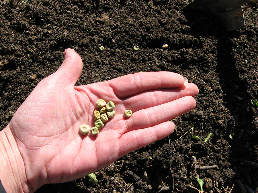 Peas with wrinkled seed coats