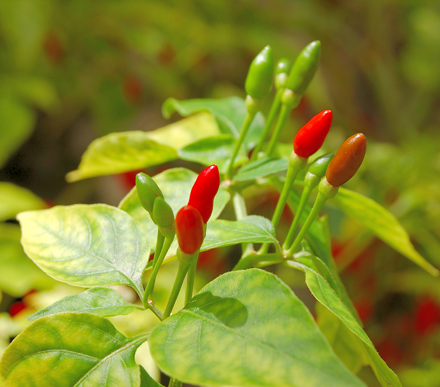 Thai chili pepper