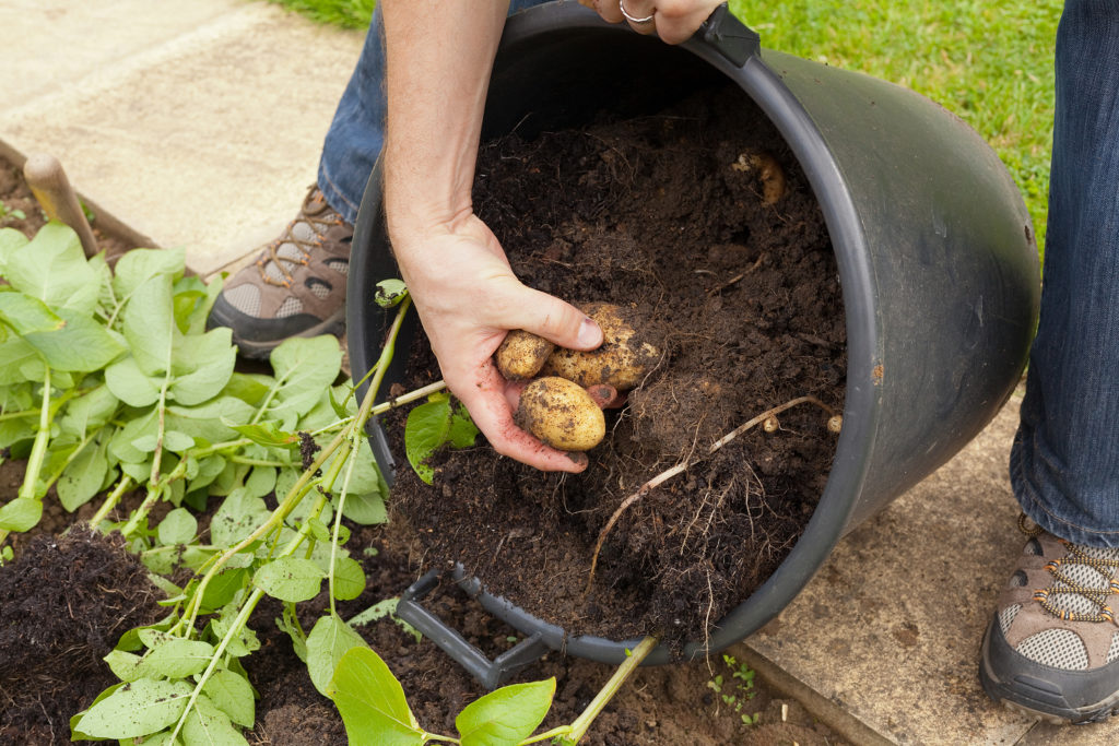 Harvesting potatoes from a pot