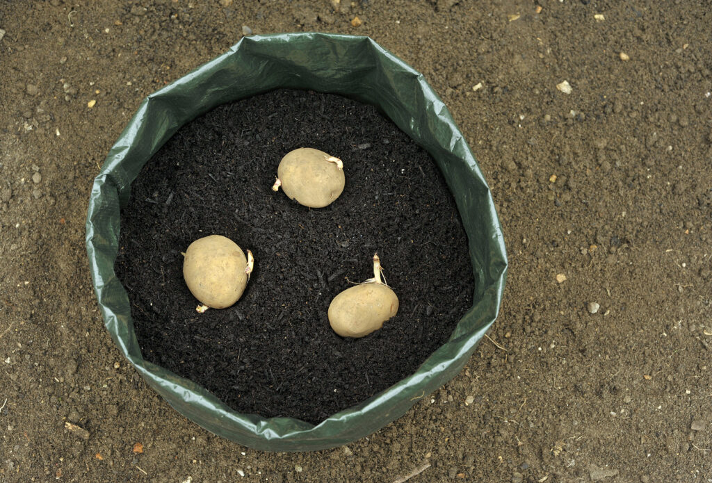 Potatoes growing in grow bag