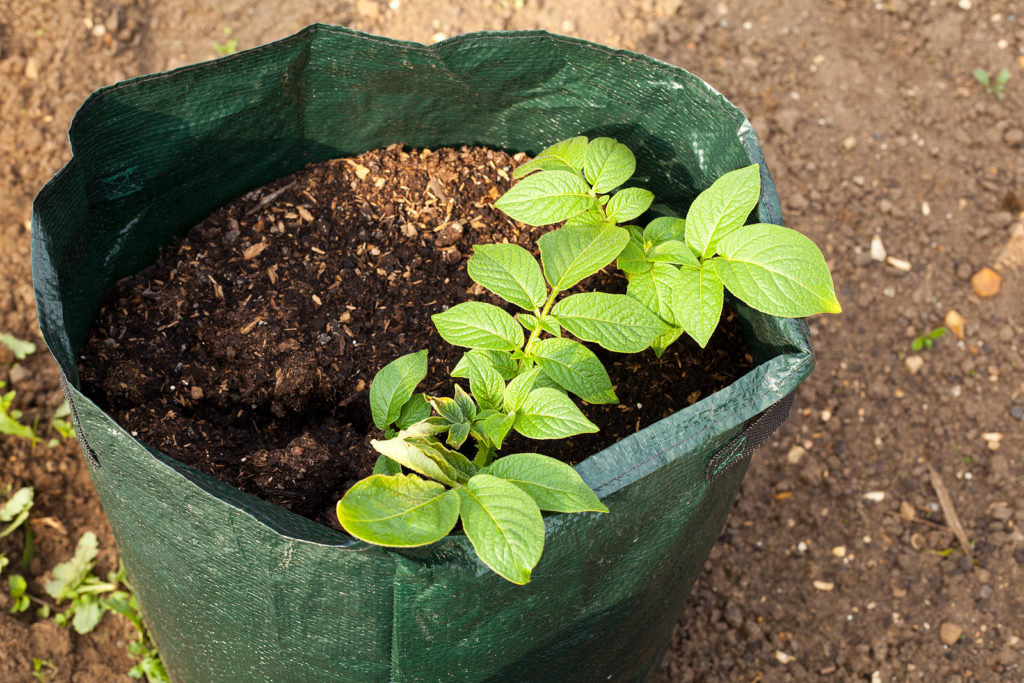 Potato in grow bag