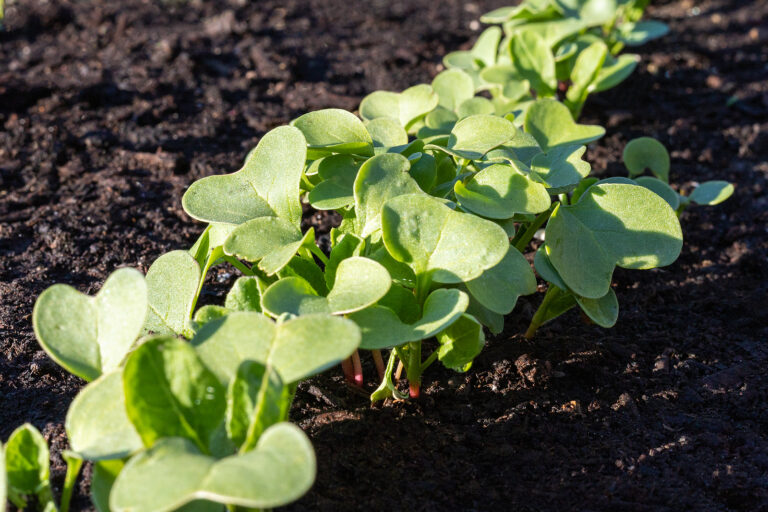 Radish seedlings