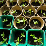 Seedlings started indoors