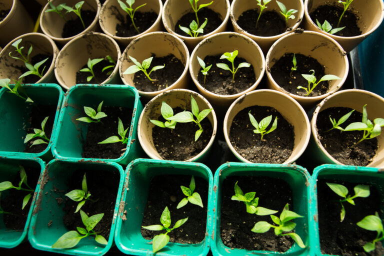 Seedlings started indoors