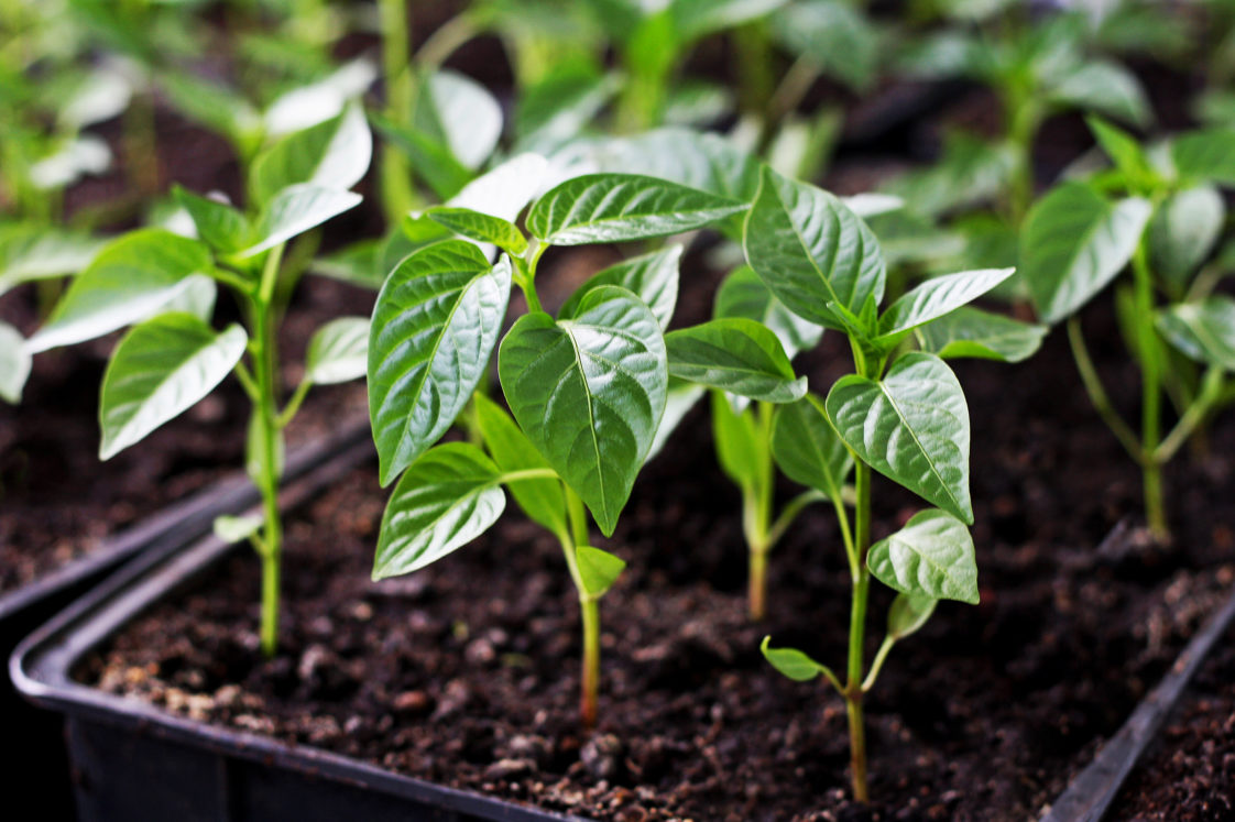 7 Tips for Grow Peppers in Pots -- Harvest to Table