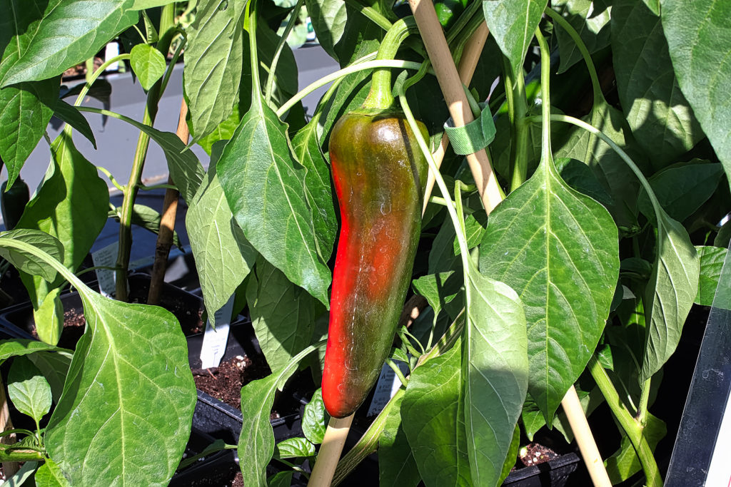 Anaheim pepper ripening to bright red