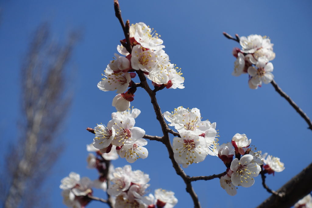 Spring apricot blossoms