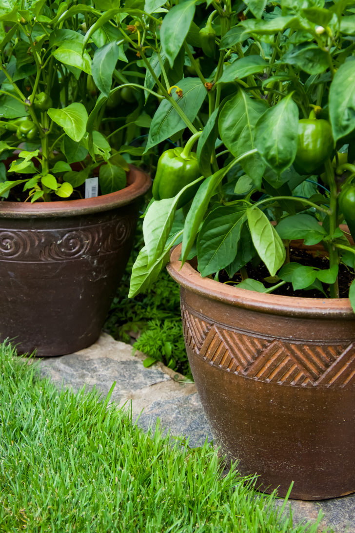 7 Tips for Grow Peppers in Pots -- Harvest to Table