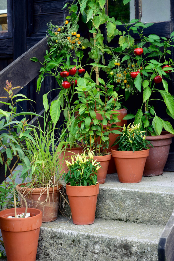 Peppers in deals containers