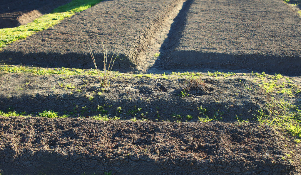 Mounded planting beds