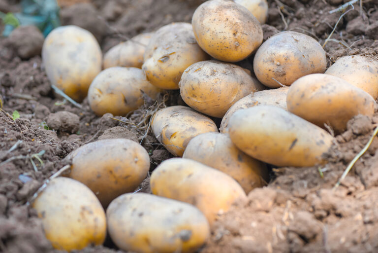 potato harvest