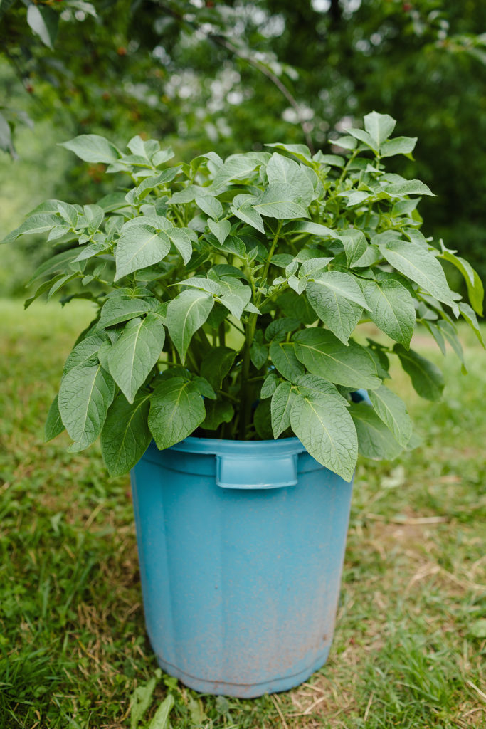 Potato plant in plastic container