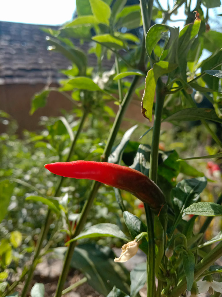 Kashmiri chilli pepper ripening