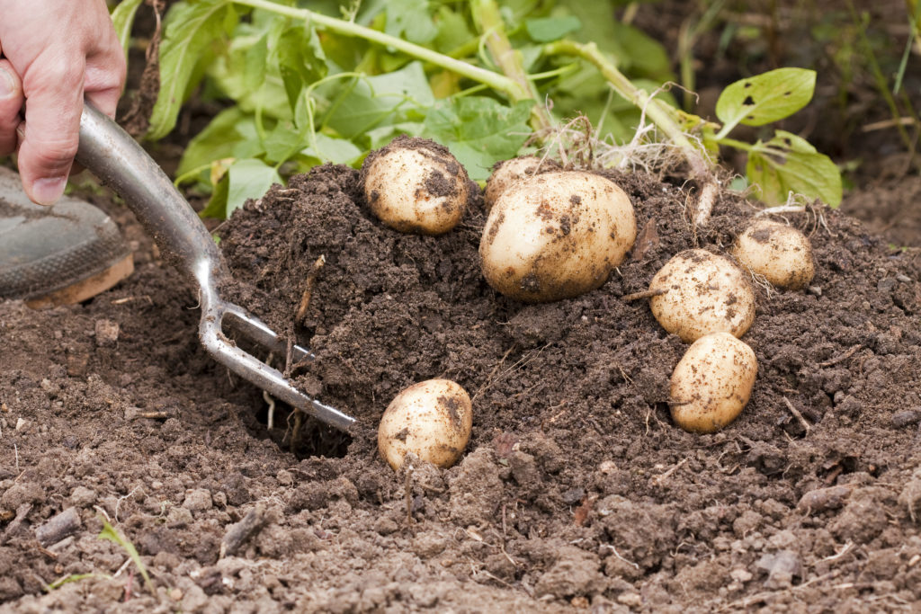 Harvesting potatoes with a garden fork