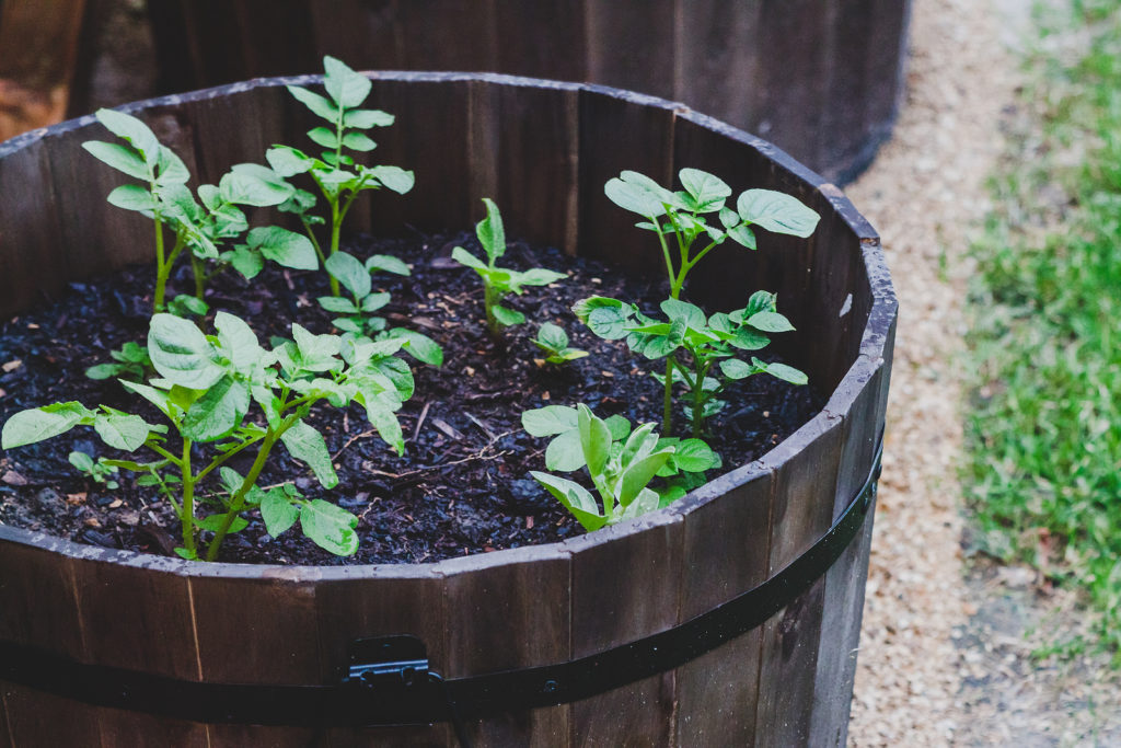 Potato plant growing in wooden tub