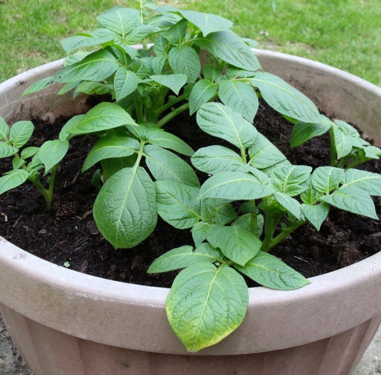 Potato growing in pot
