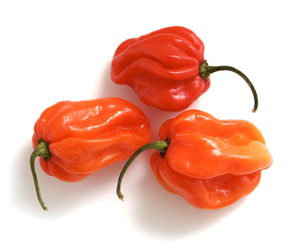 Scotch bonnet hot peppers