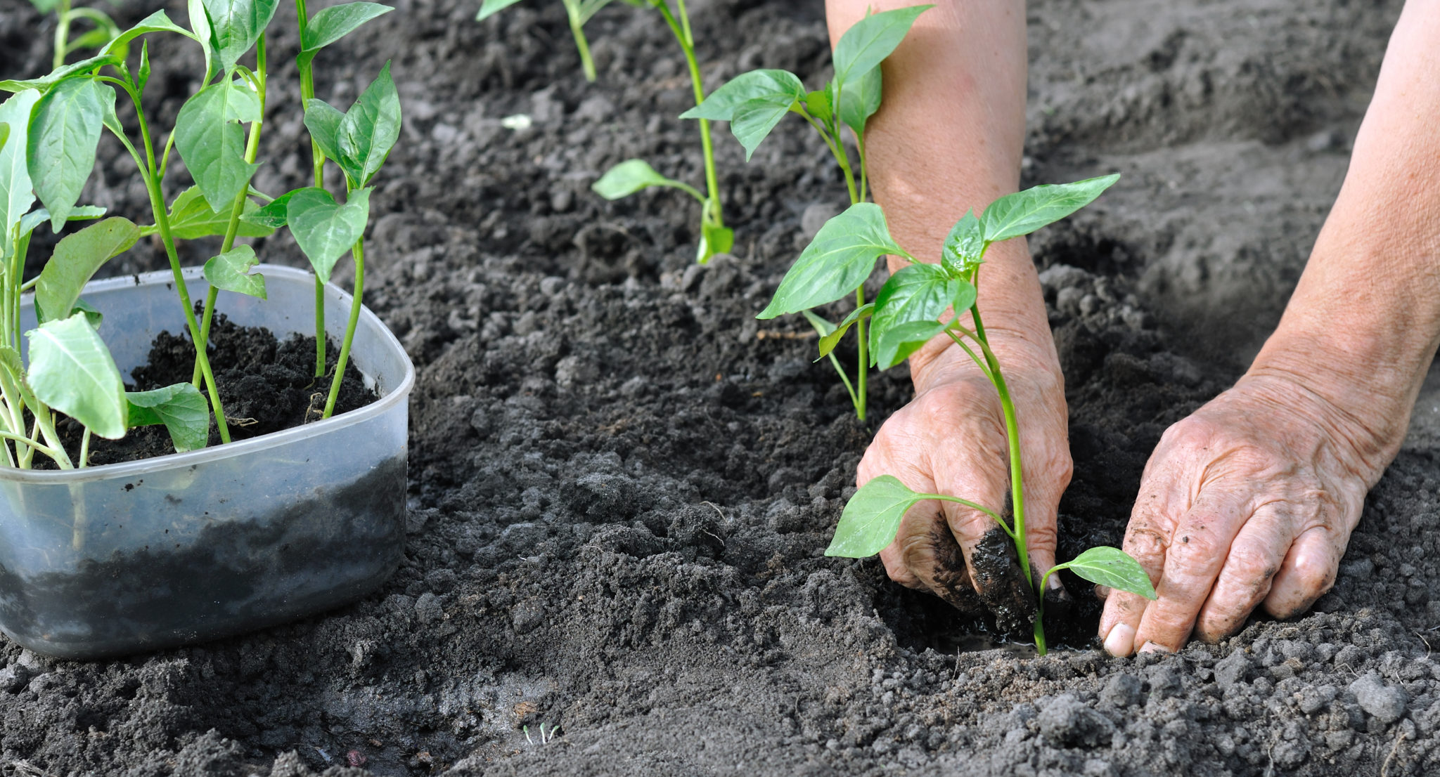 How to Grow Hot Chili Peppers -- Harvest to Table