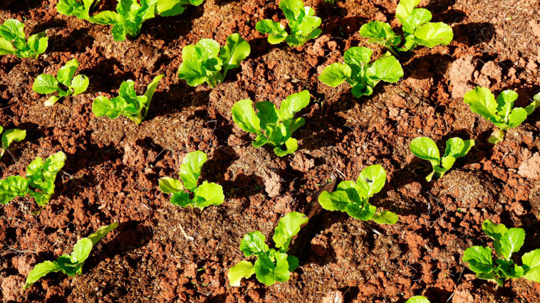 January Vegetable Garden - Harvest to Table