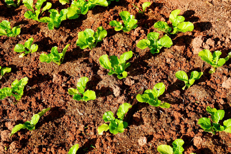 Mustard greens in spring garden