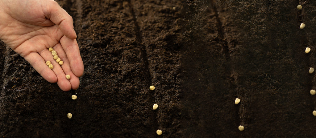 Sowing pea seeds