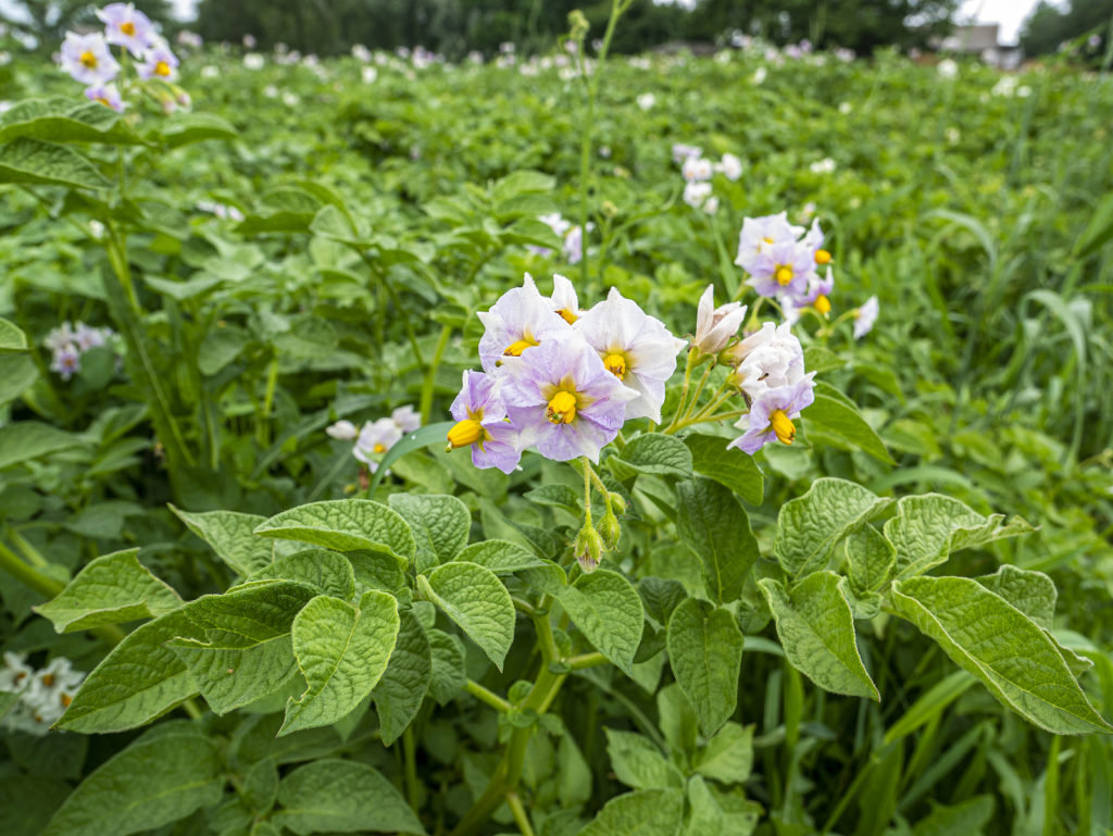 Potato plant flowering