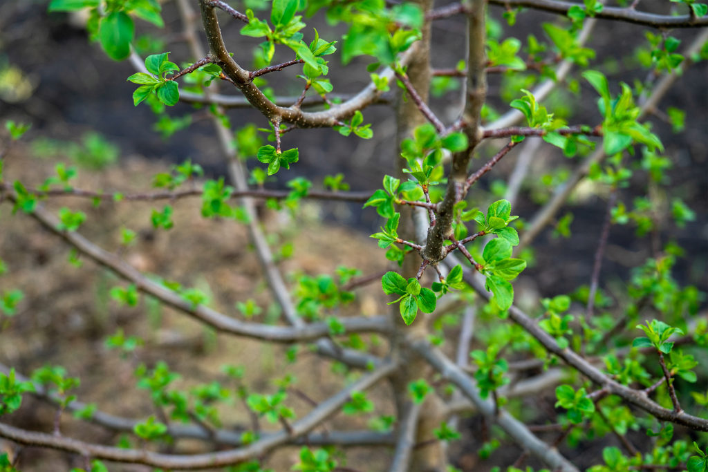Plum tree leafing out