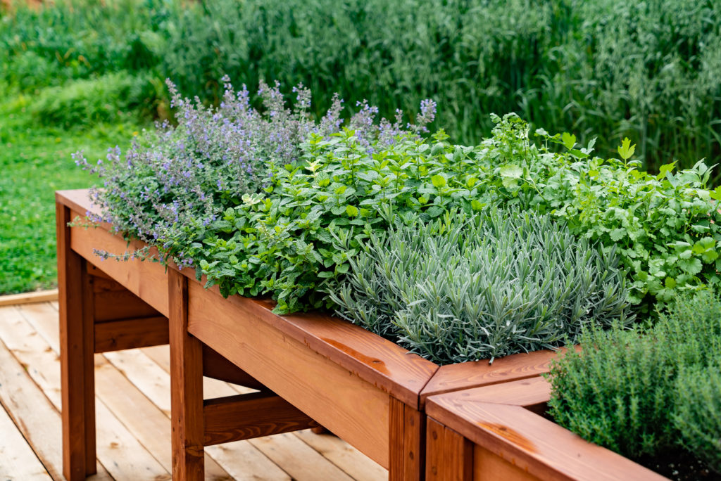 Raised bed herb garden