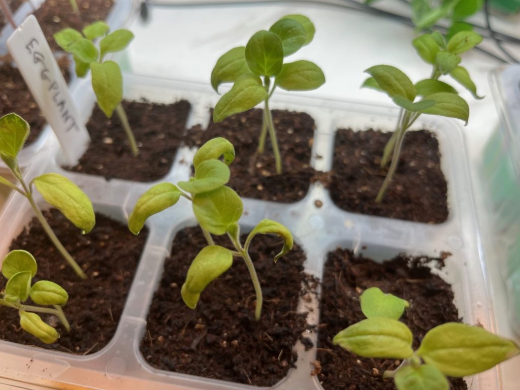 Eggplant seedlings