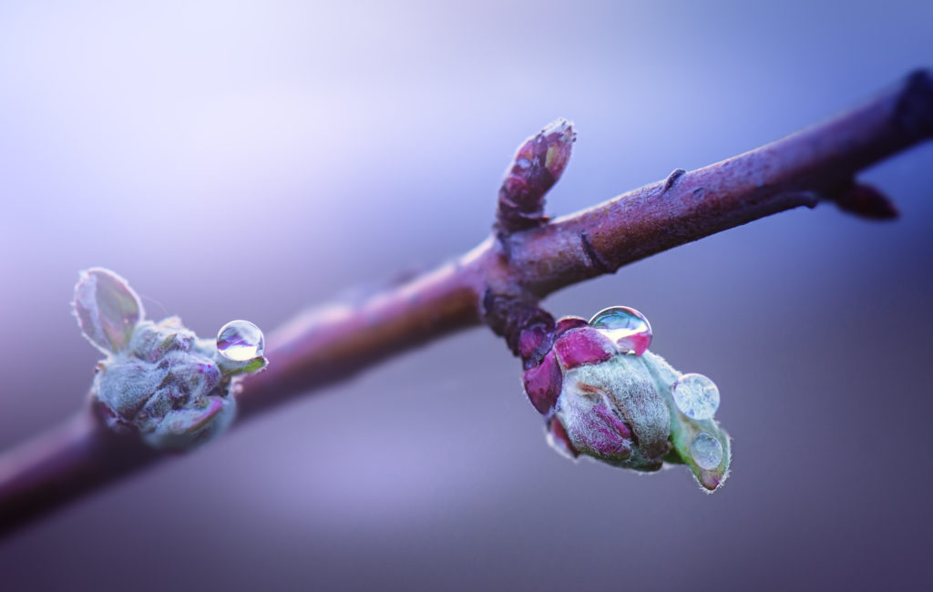 Opening spring buds of apple tree