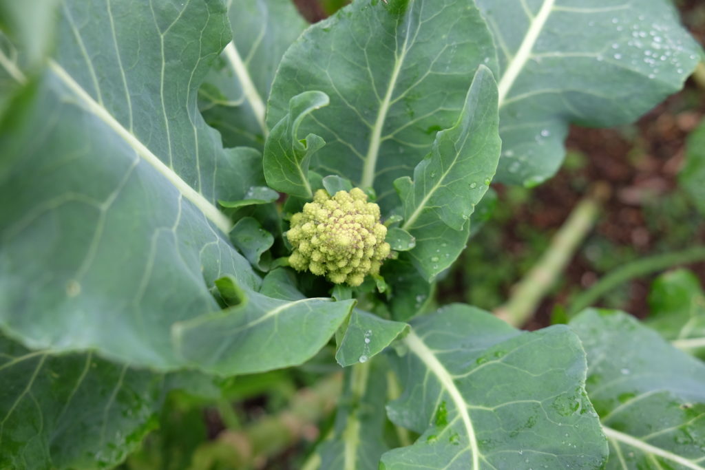 Romanesco broccoli