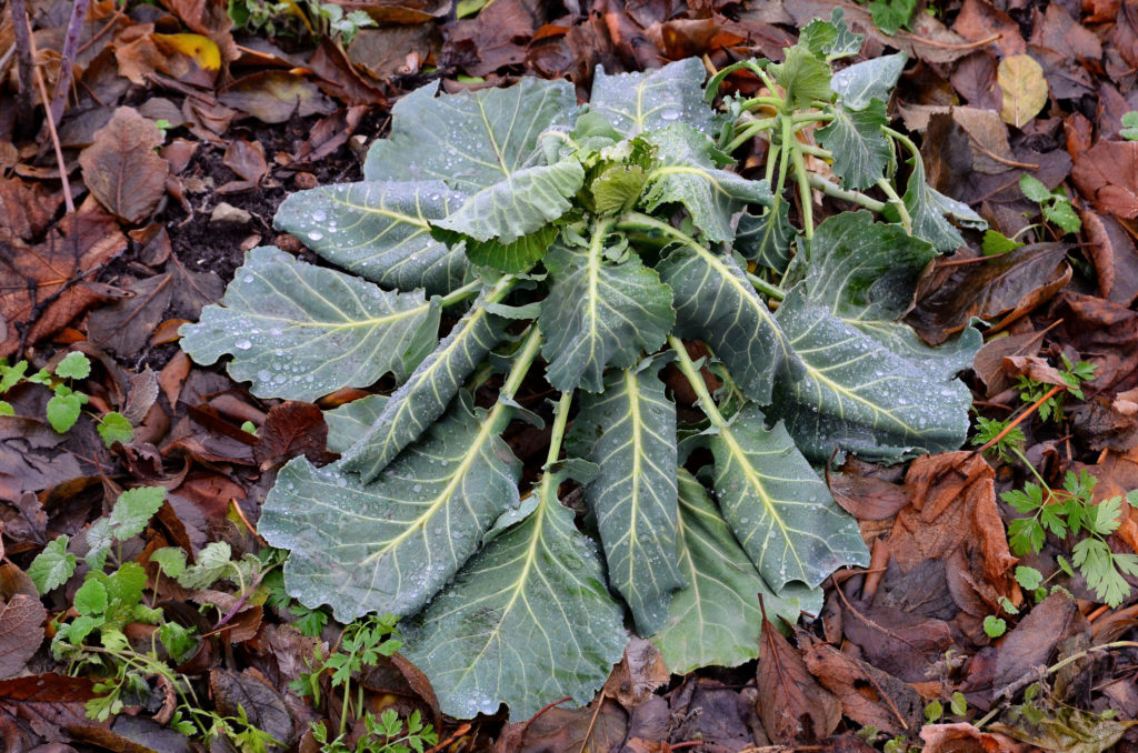 Cabbage growing in late autumn after a night of frost