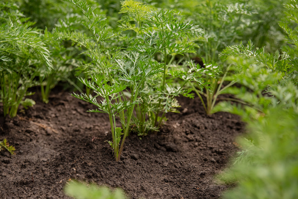 Carrots grow best in soil that is evenly moist and weed free