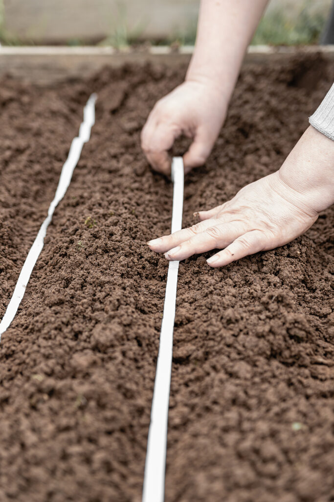 Sowing carrots with seed tape