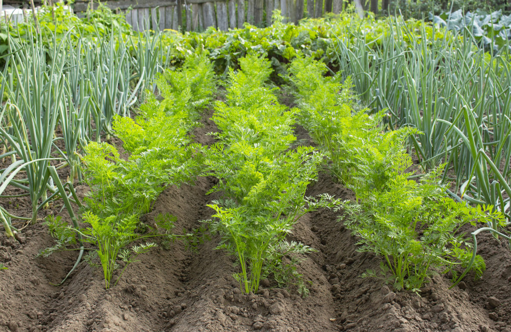 Carrots growing on mounds of loose soil between onions