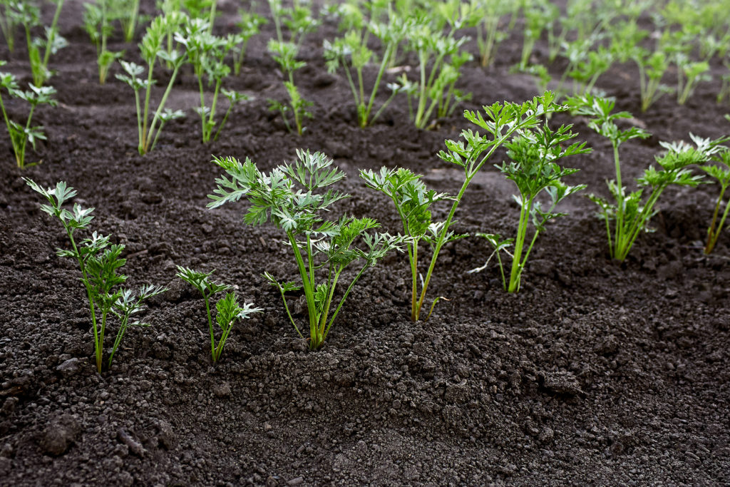 Young carrot seedlings