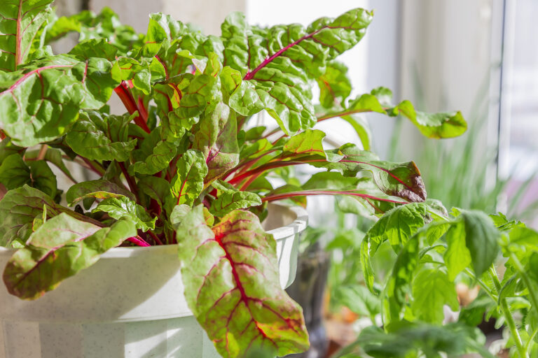 Swiss chard in a pot
