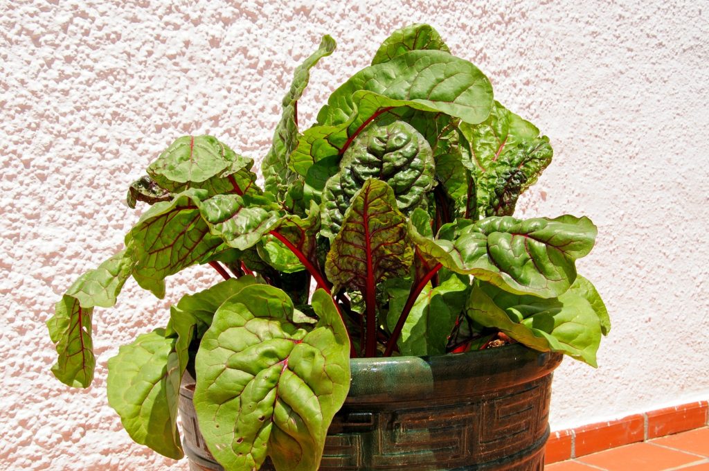 Swiss Chard (Bright Lights) growing in a patio pot.