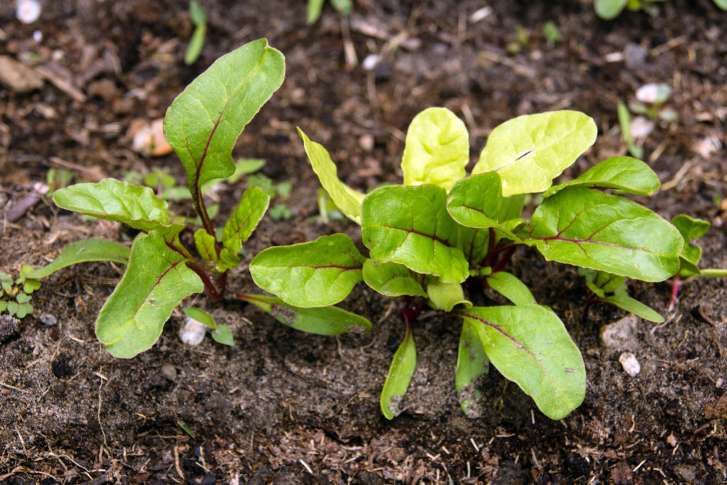 Swiss chard seedlings