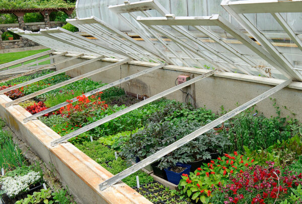 Vegetable Garden Cold Frame -- Harvest to Table