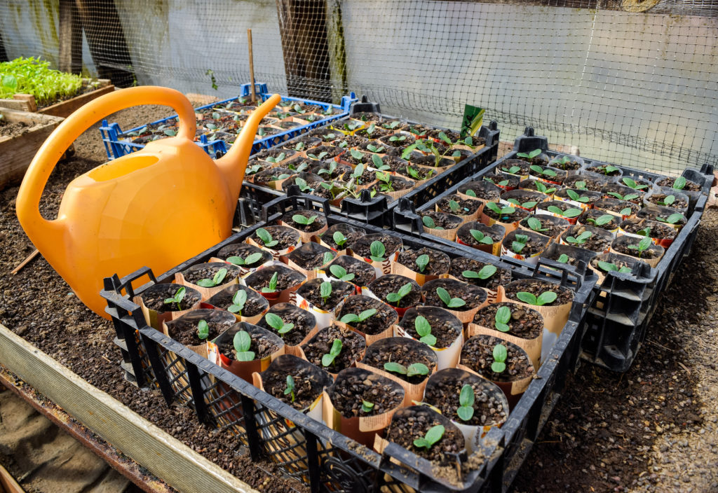 Cucumbers started in a greenhouse