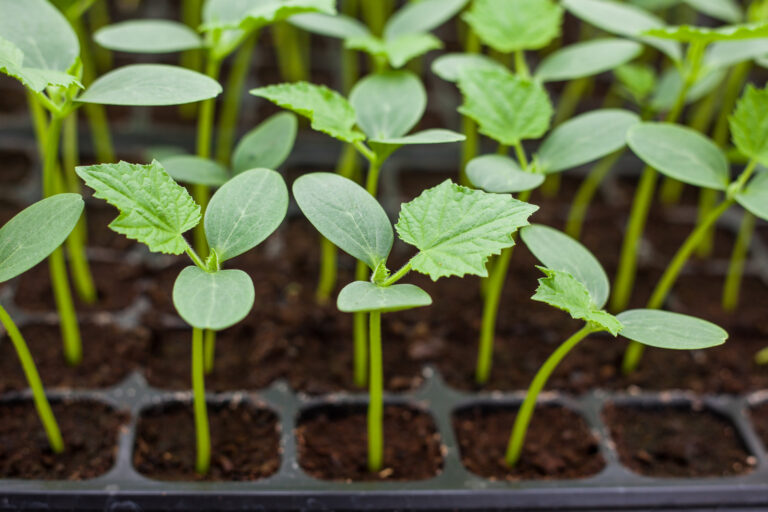 Cucumber seedlings
