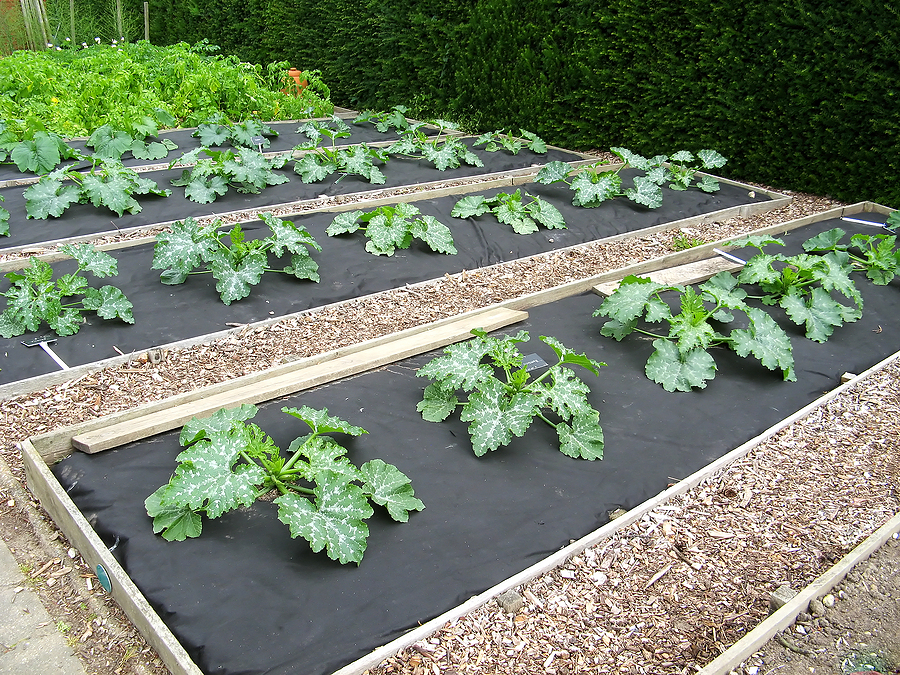 Squash protected from soil by horticultural cloth