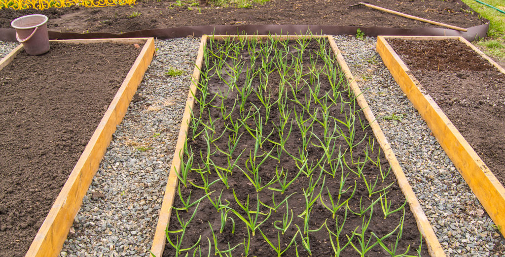Garlic planting bed