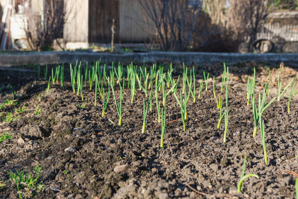 Young garlic sprouts in the garden bed