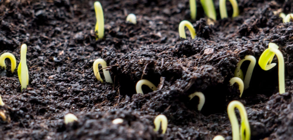 Seedlings emerge